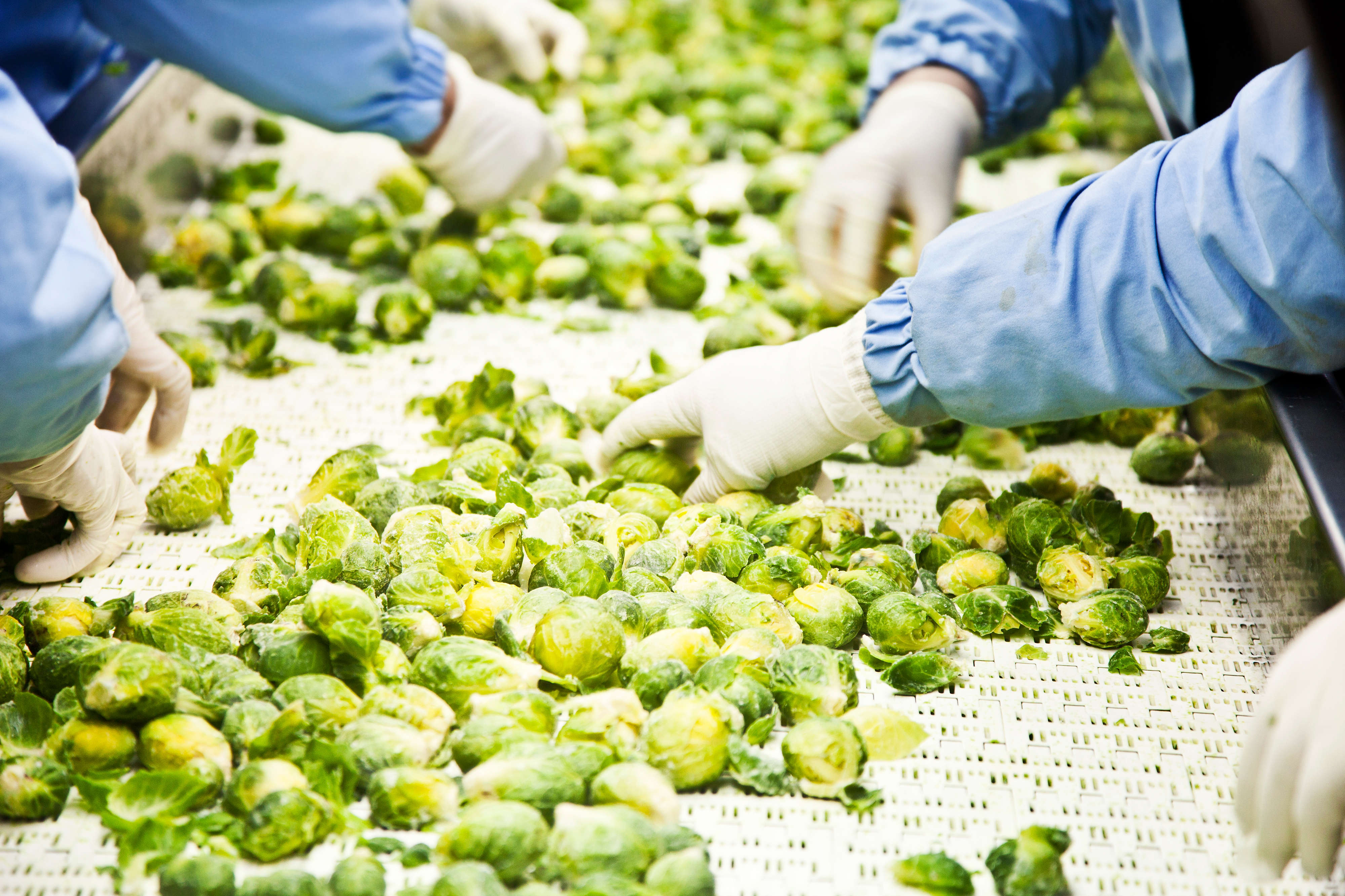 Warsztat doskonalący - Kierunki i trendy w rozwoju systemów zarządzania bezpieczeństwem i jakością żywności/produktu.