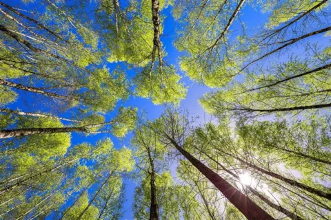 Drzewa na tle nieba z widoku osoby patrzącej do góry