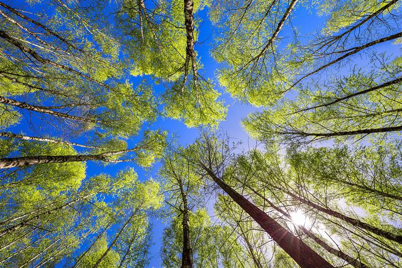 Systemy Certyfikacji Łańcucha Dostaw FSC® z elementami EUDR