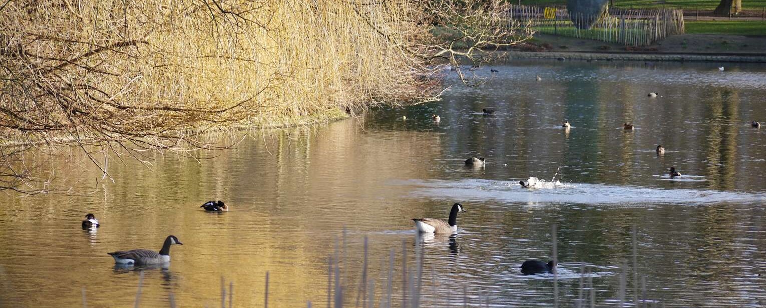 Ptaki pływające na stawie jesienią