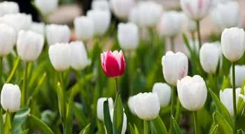 one red tulipan in a sea of white tulipan