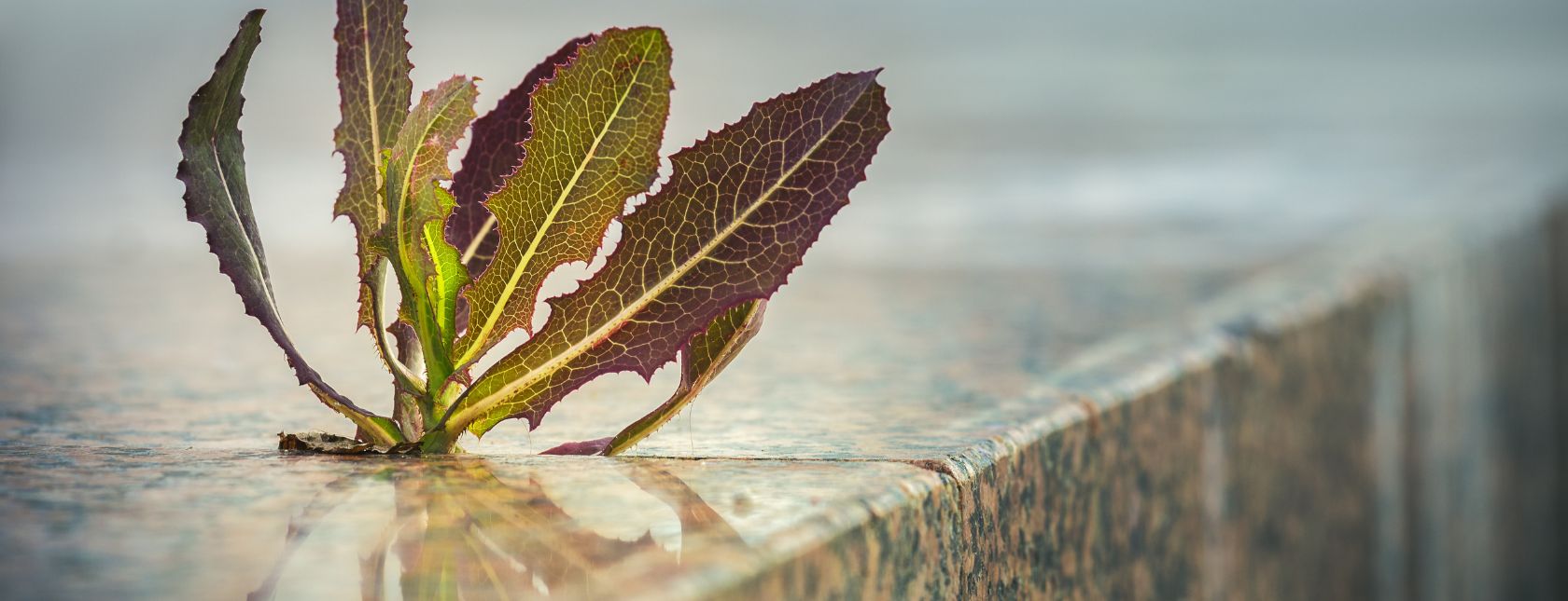 Kurs online: Poprawka klimatyczna w normach systemów zarządzania ISO