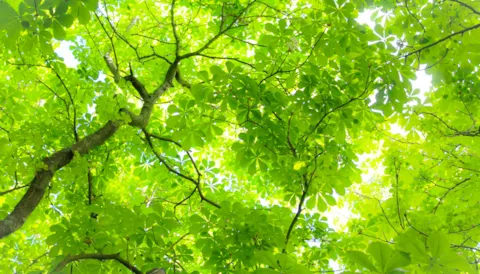 E-learning: Wprowadzenie do systemu zarządzania środowiskowego ISO 14001:2015 (j. angielski)