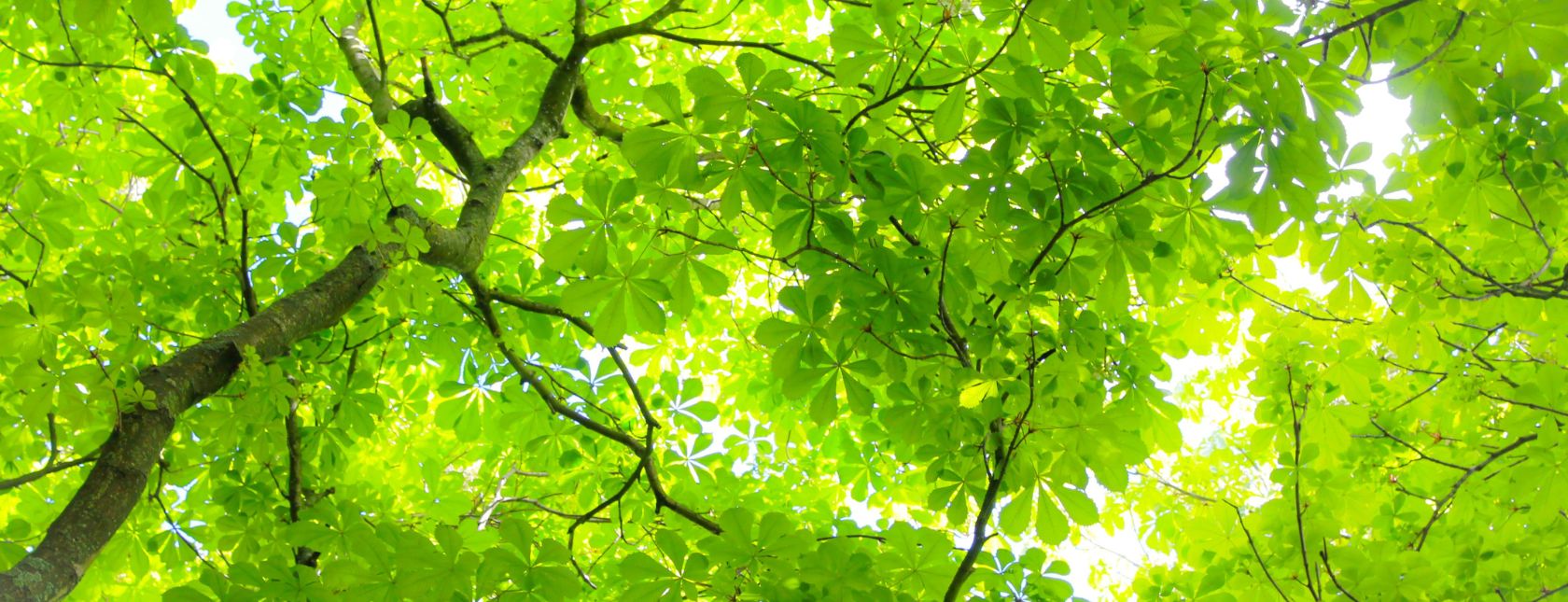 Budynek ze szklanymi ścianami odbijającymi drzewa