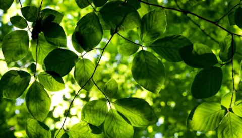 E-learning: Wymagania ISO 14001:2015 (j. angielski)