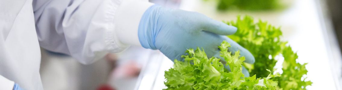 Czym jest system zarządzania bezpieczeństwem żywności?