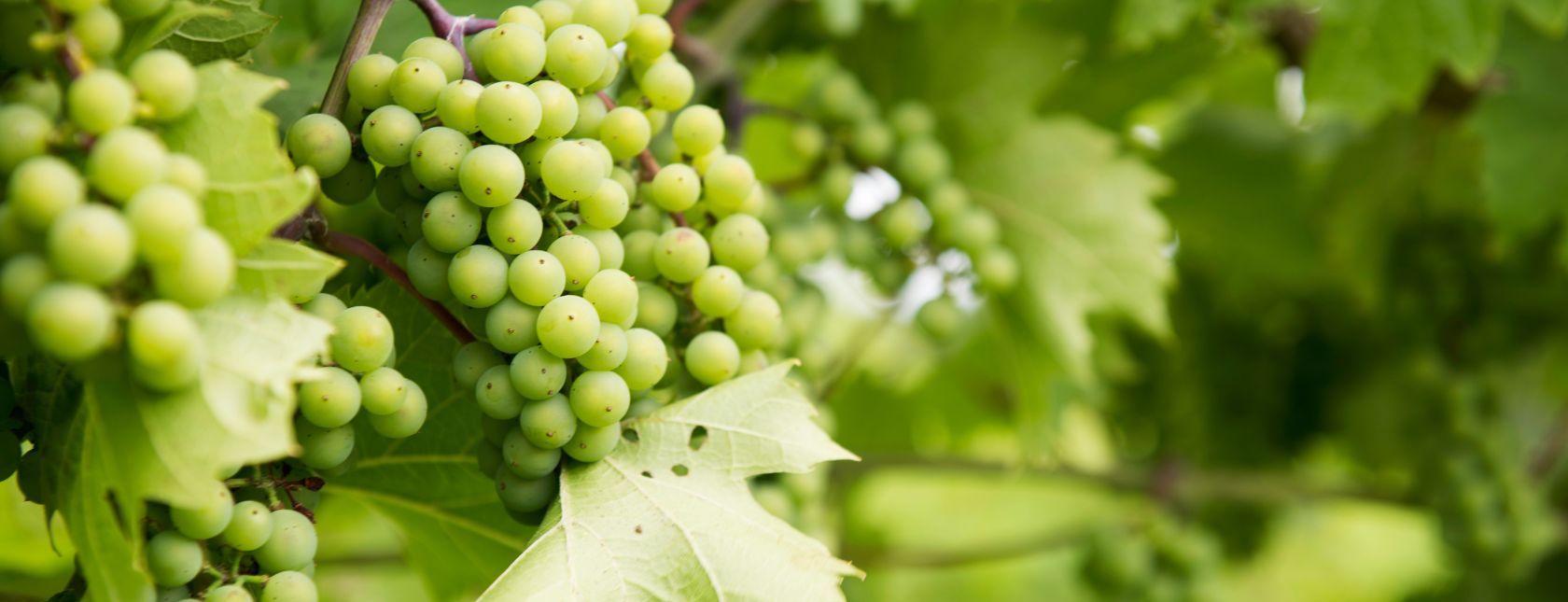 BRCGS Bezpieczeństwo żywności wydanie 9