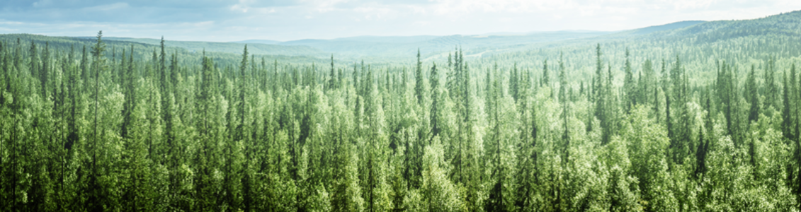 FSC-STD-40-004 wersja 3.0 DNV GL