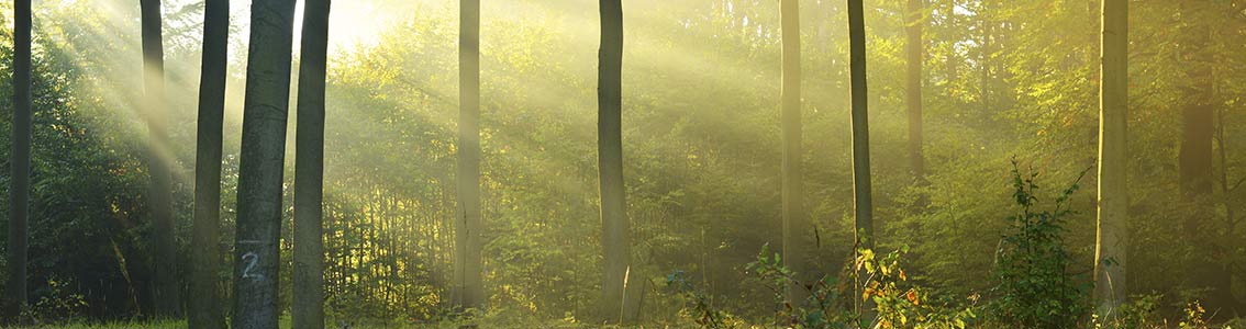 Certyfikat FSC na drewno i certyfikat COC