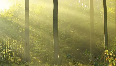 Certyfikat FSC na drewno i certyfikat COC