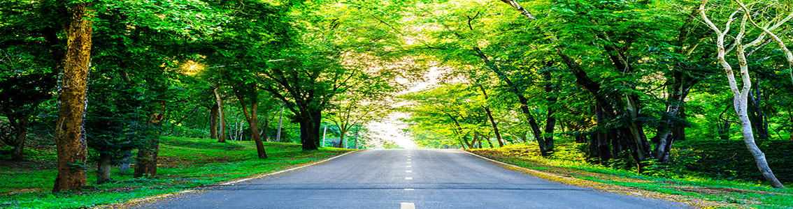 szosa z zielonymi rzewami po obu stronach