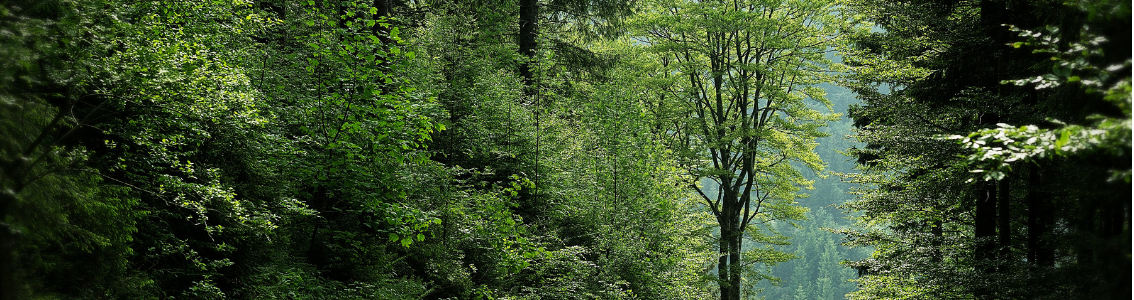 FSC Friday webinarium