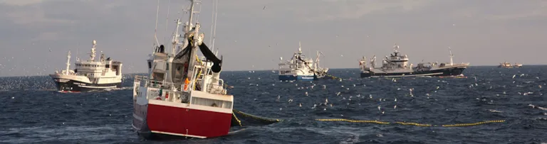 Zasady MSC dotyczące zrównoważonego rybołówstwa dnv gl