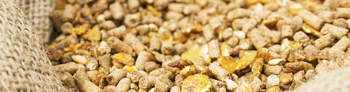 PN-EN 16636 – Usługi ochrony przed szkodnikami 