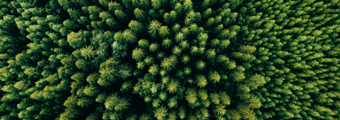 Systemy Certyfikacji Łańcucha Dostaw FSC® z elementami EUDR