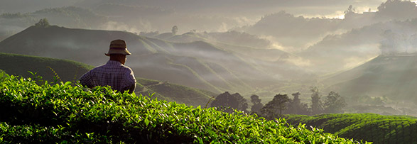 Przemysł leśno-drzewny