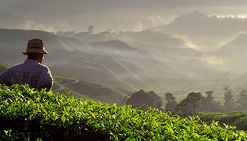 Przemysł leśno-drzewny