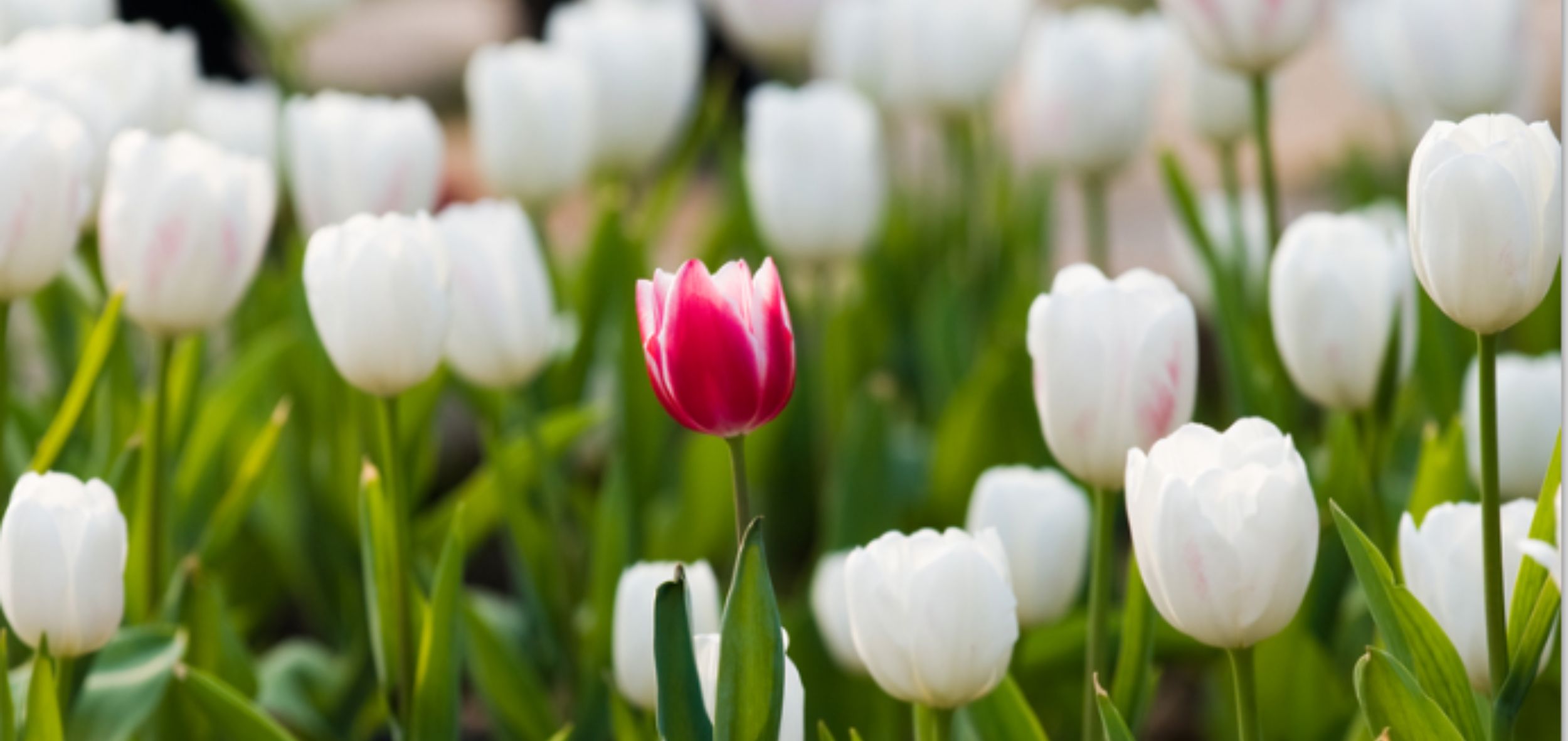 ViewPoint 2022 Q2 Diversity Inclusion_2500x1181