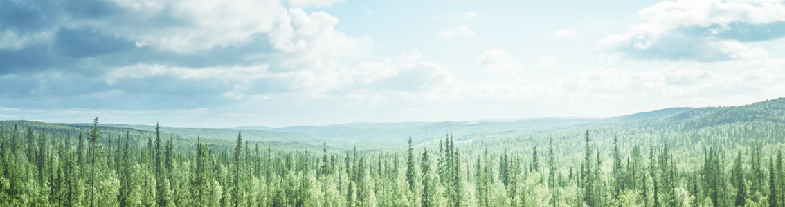 Wymagania standardów kontroli pochodzenia produktu FSC® - DNV GL 