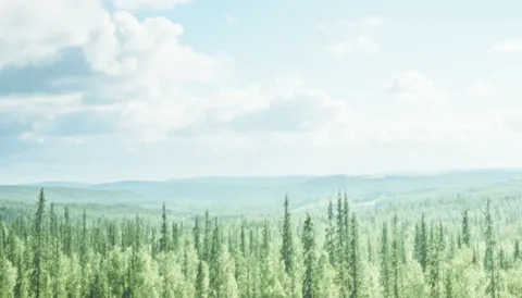 Porównanie wymagań standardów kontroli pochodzenia produktu FSC® i PEFC™